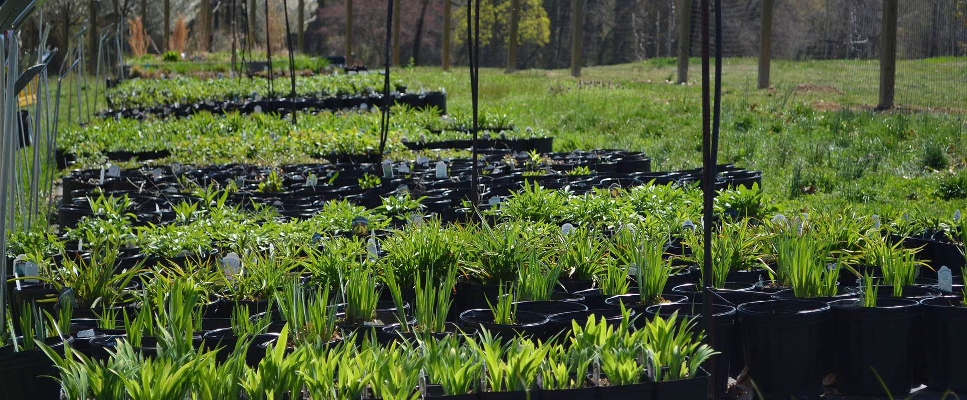 rows of green plants in black plastic pots