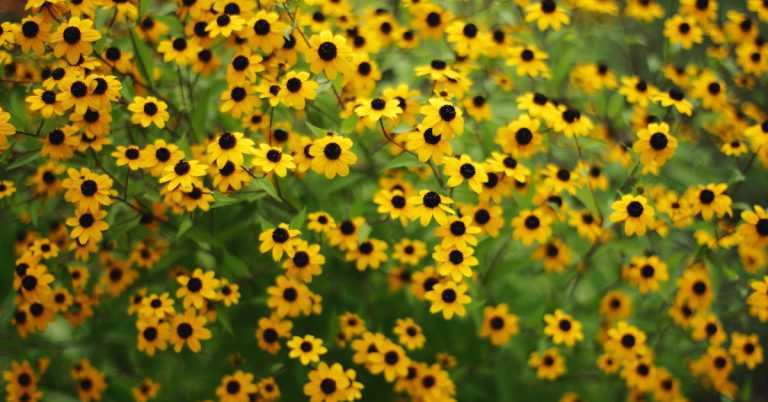 How to Choose A Black-eyed Susan
