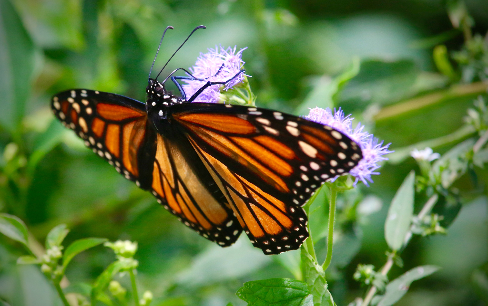 a monarch butterfly sitting on top of a purple flower