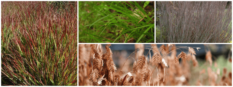 Great Grasses for Native Gardens