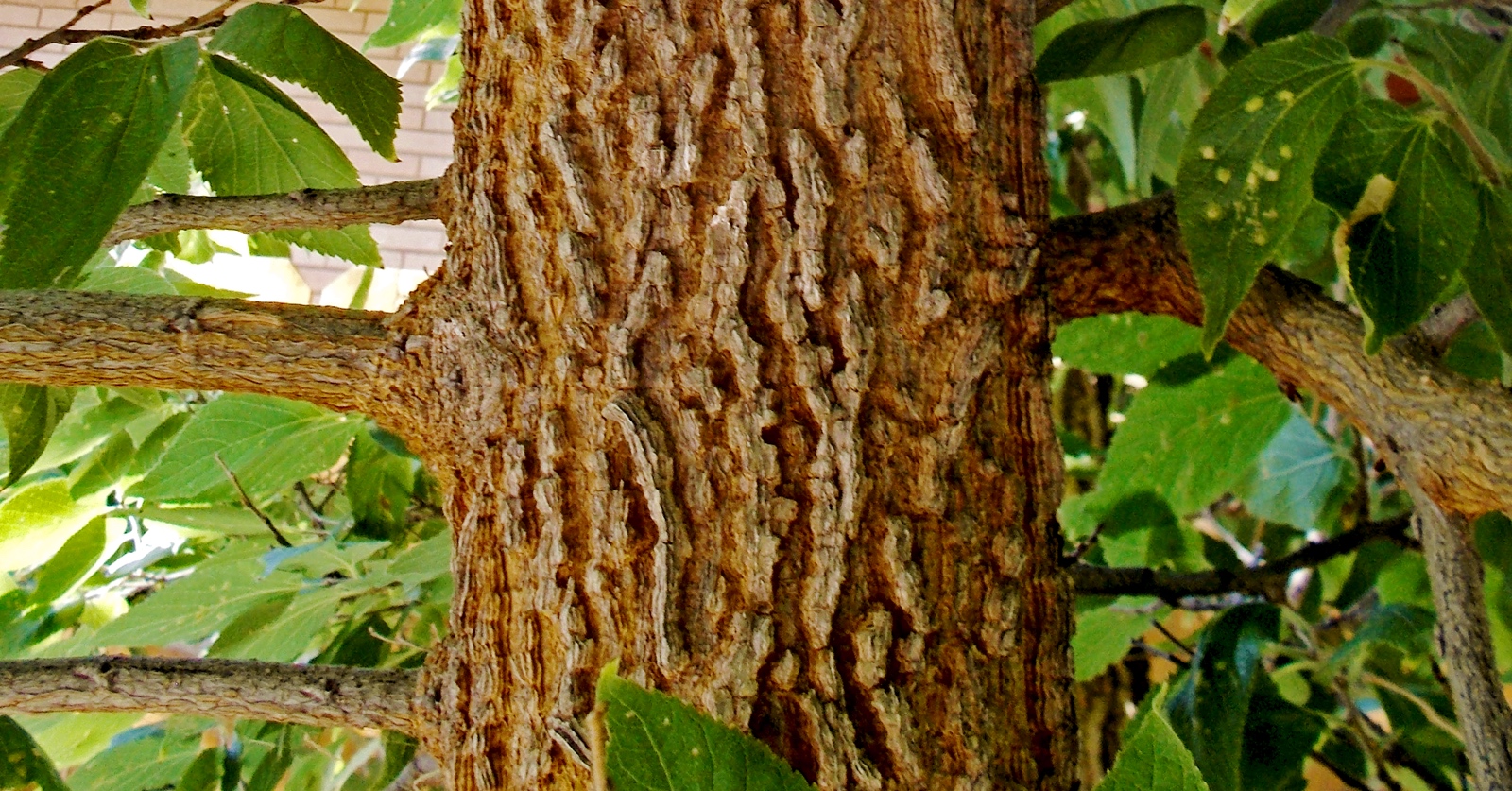 a tree with brown bark and green leaves