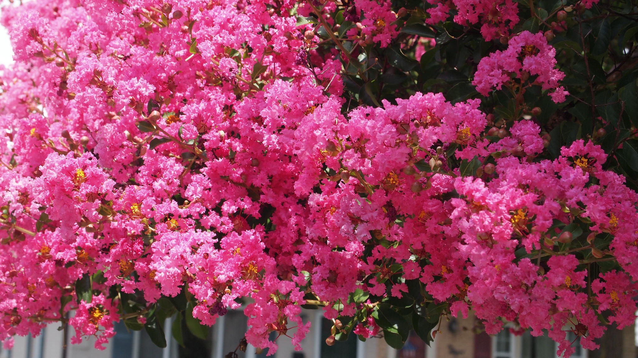 pink flowers in front of a white fence