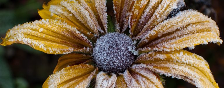 What does “Warm December” mean for native plants?