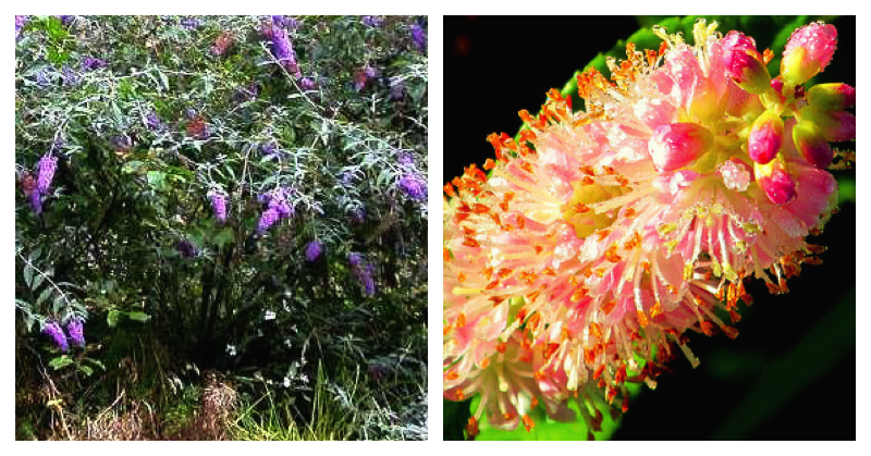two pictures of different plants and flowers