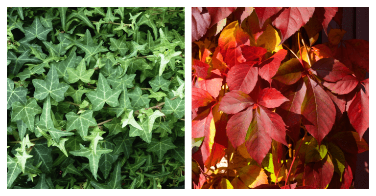 Invasive Plant to Avoid: English Ivy