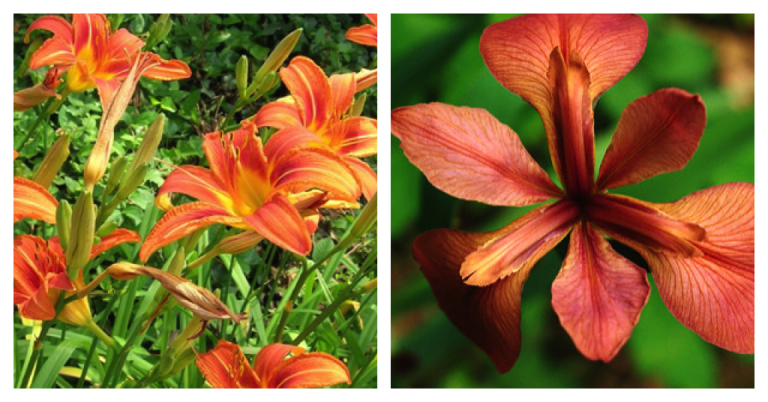 Invasive Plant to Avoid: Daylilies