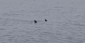two sharks swimming in the ocean together