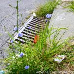 flowers growing out of the ground next to a grate