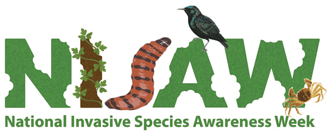 the national insect awareness awareness week logo