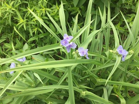 some purple flowers are growing in the grass