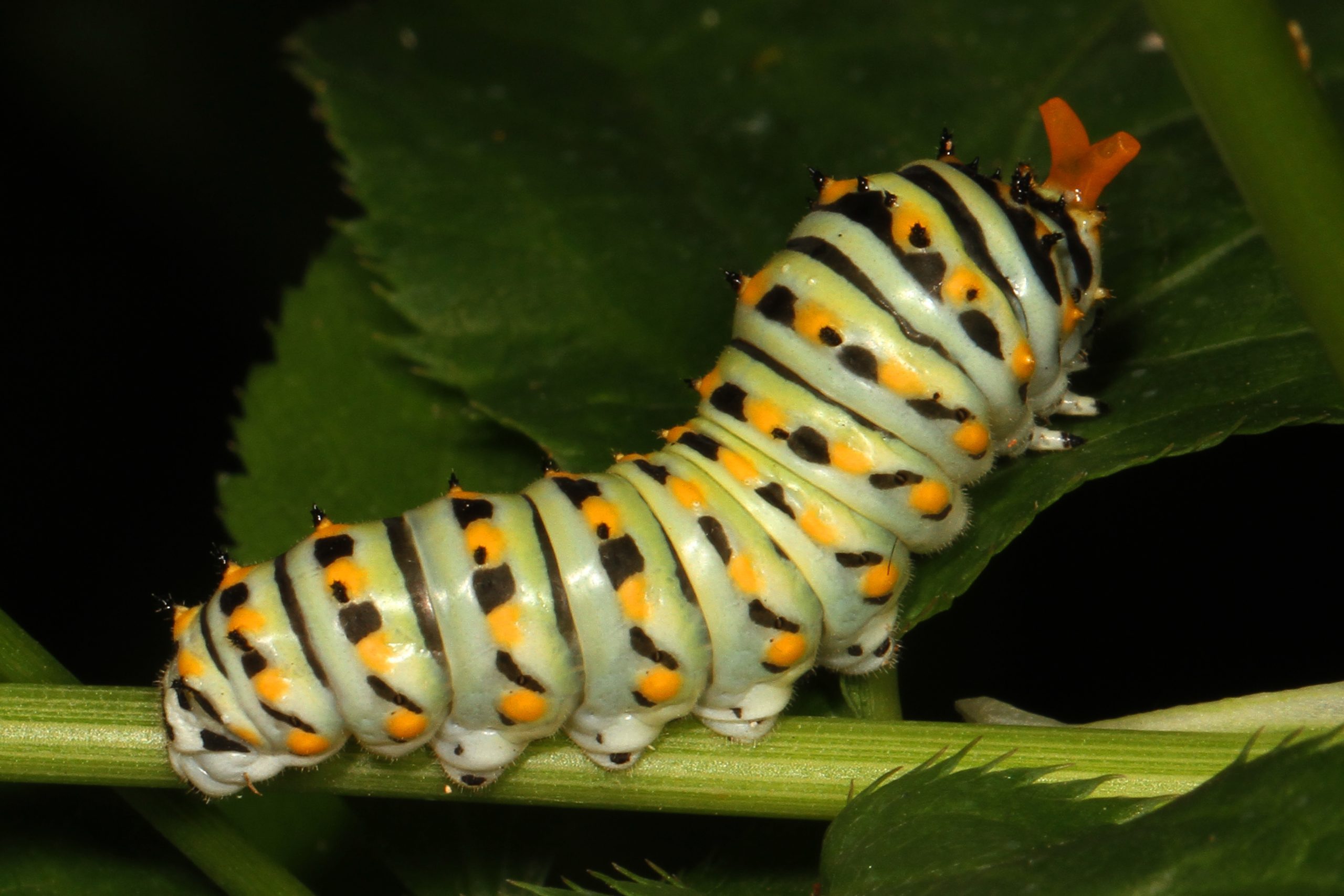 a close up of a caterpillar on a plant