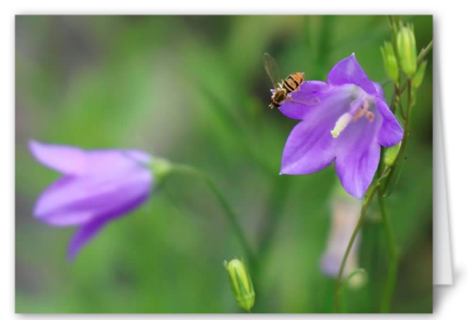 a bee on a purple flower with green leaves