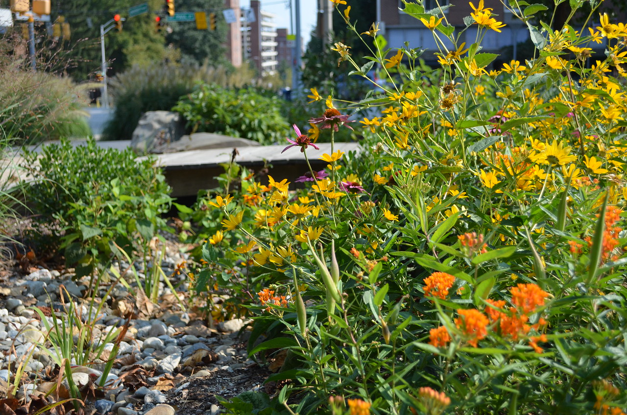 A rain garden with yellow and orange flowers planted at the Church of the Incarnation in Baltimore.