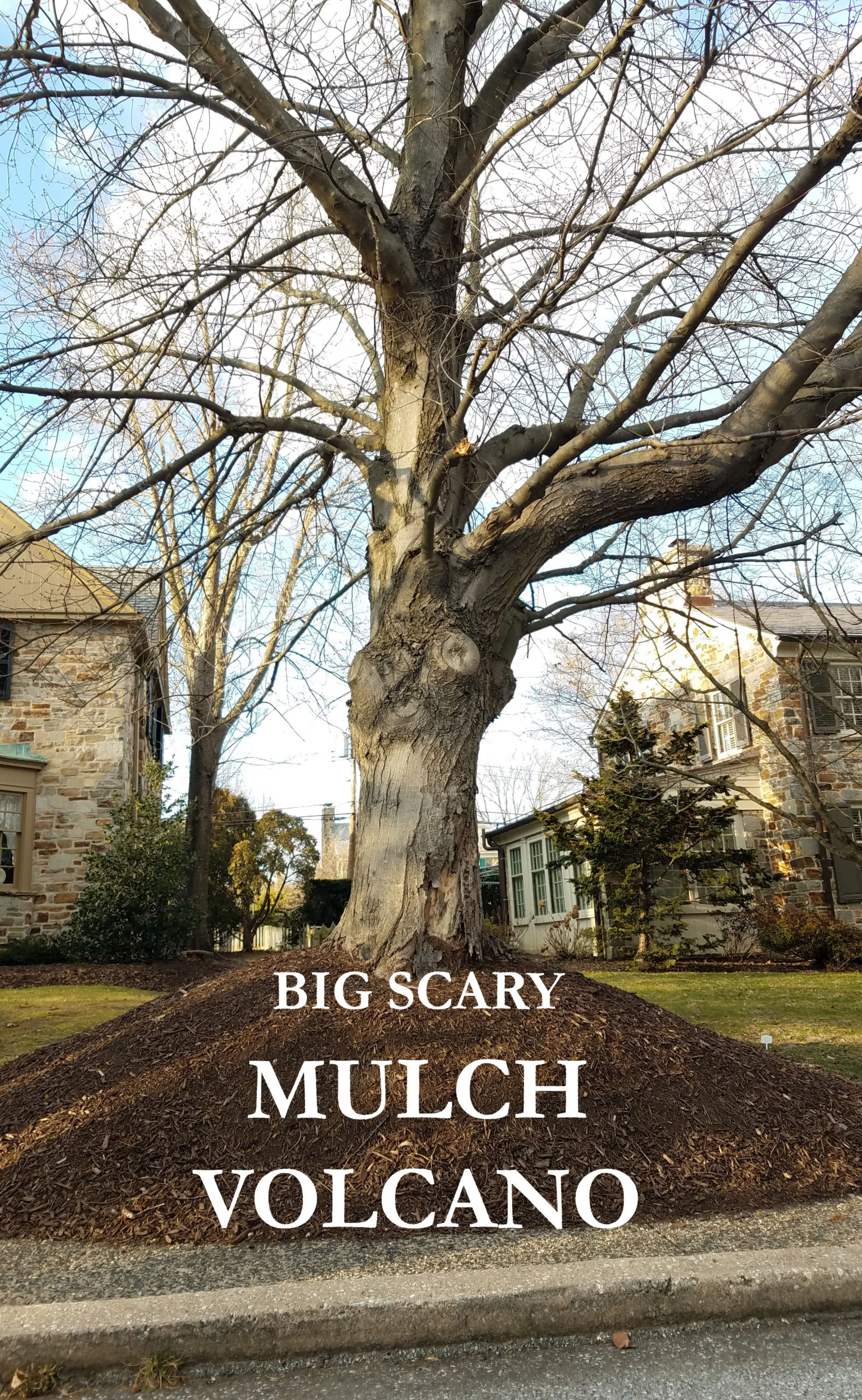 a big tree with the words mulch volcano on it