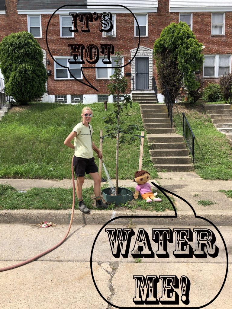 Tree Care: Summer Watering