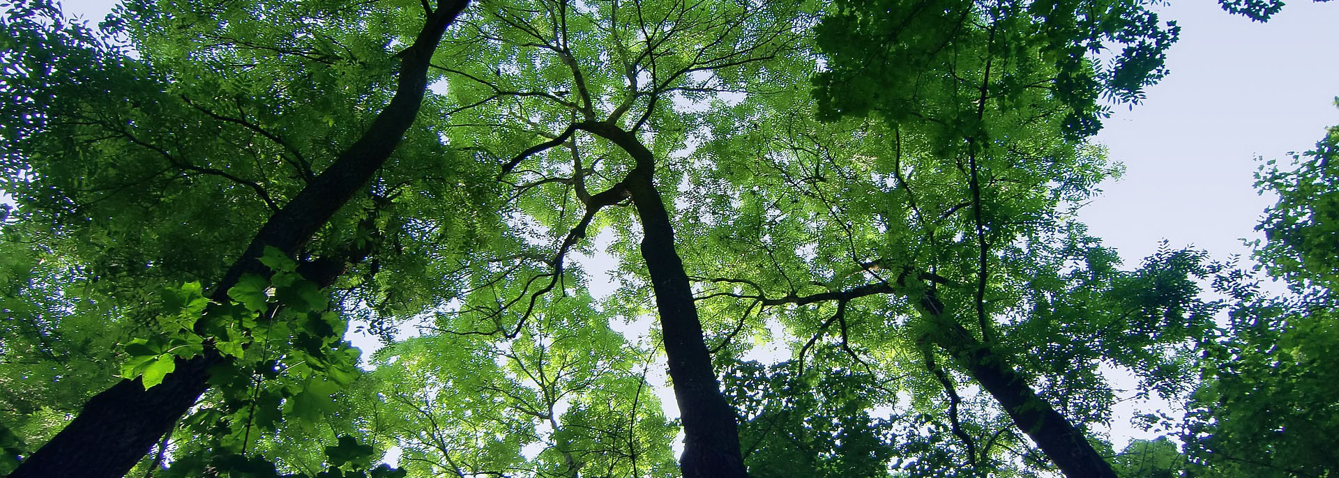 photo of trees from a vantage point of looking up at them