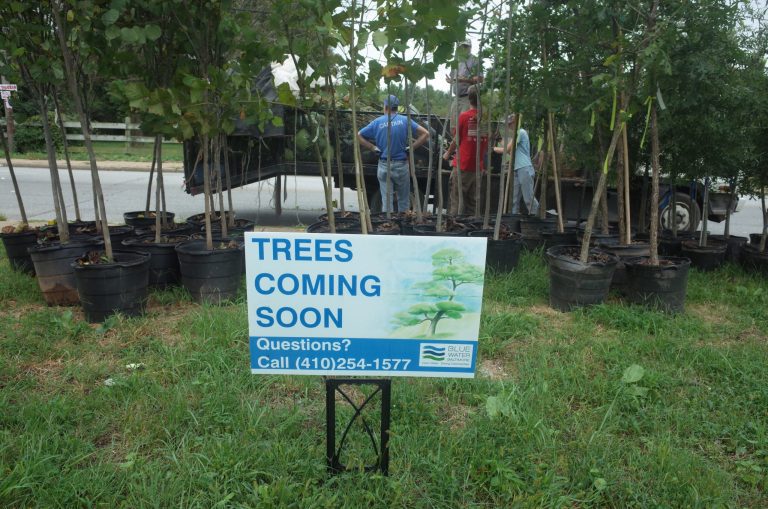 How to Plant a Tree with Blue Water Baltimore