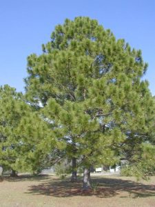 two large pine trees in the middle of a field