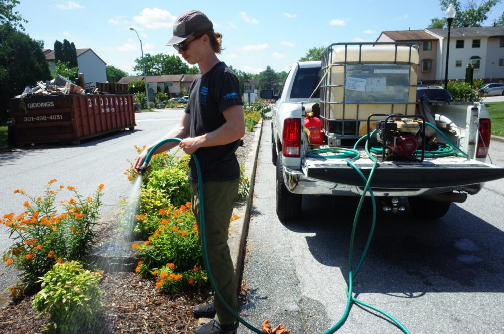 A man in a Blue Water Baltimore shirt waters plants with a hose from a water tank in the bed of a pickup truck.