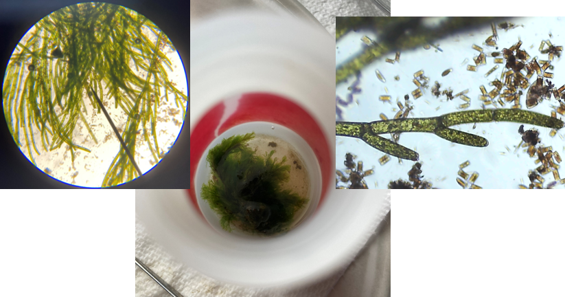 three different pictures of plants and insects in a cup