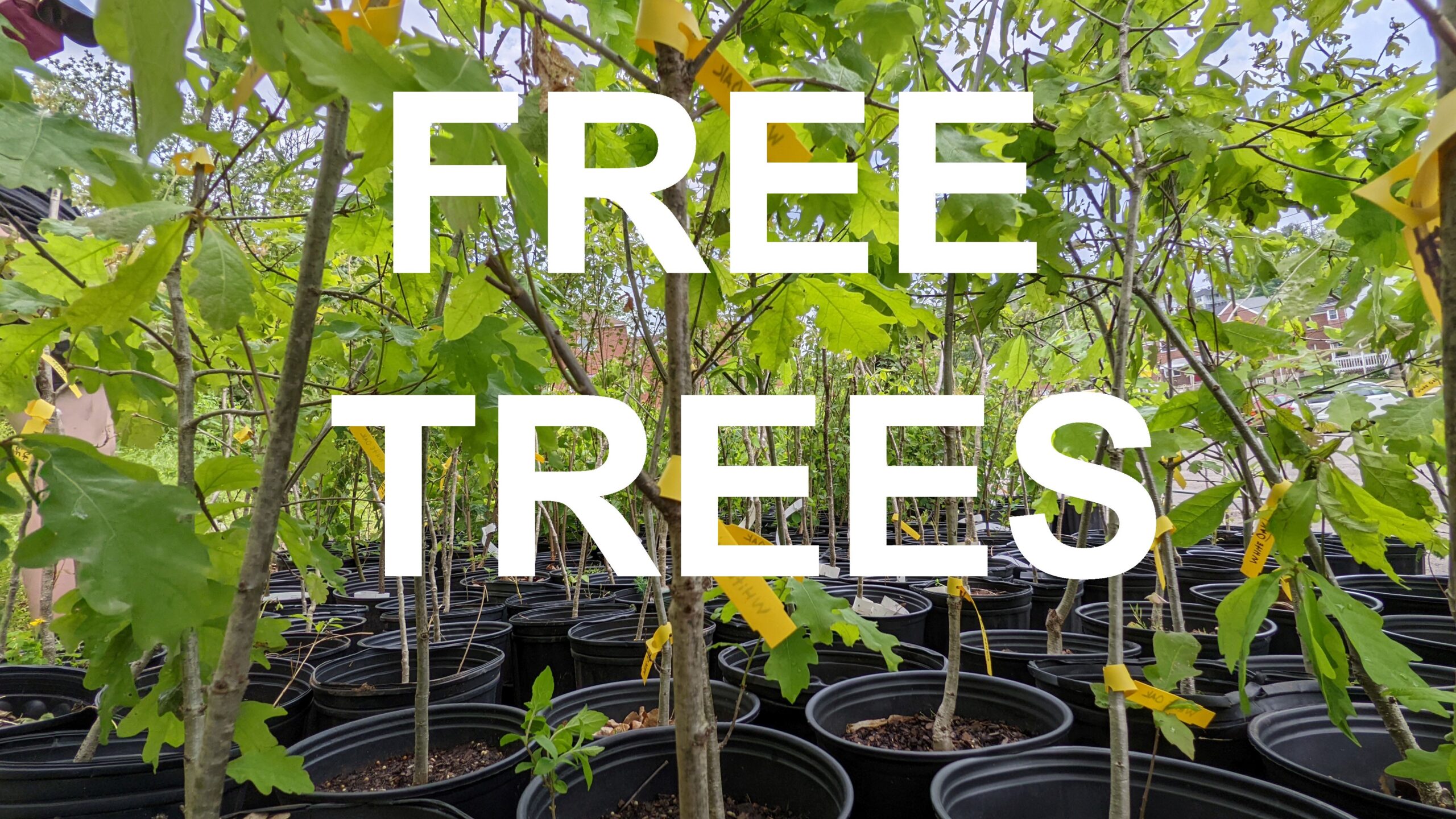a group of trees with the words free trees over them