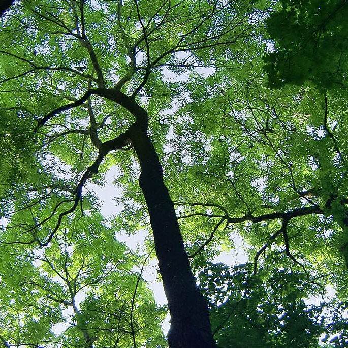 Take Action! Protect Our Urban Tree Canopy