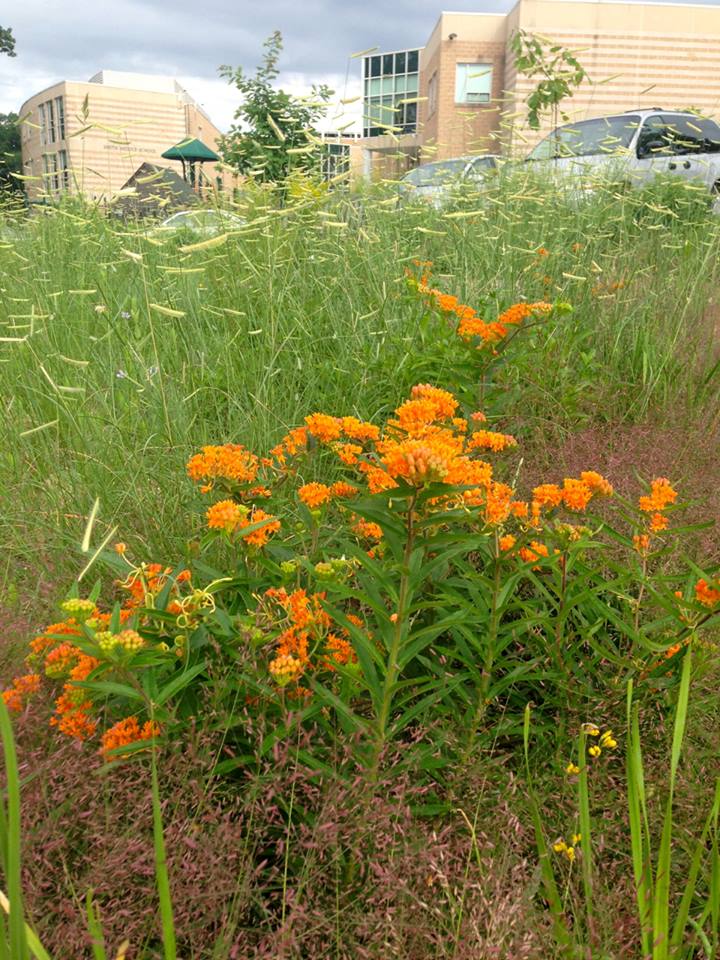 Urban meadow garden at RPCS