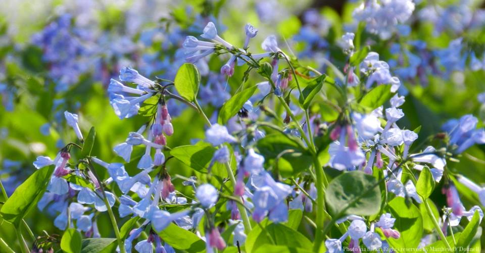 Avoid planting shade loving plants, like Virginia bluebells, during summer months.