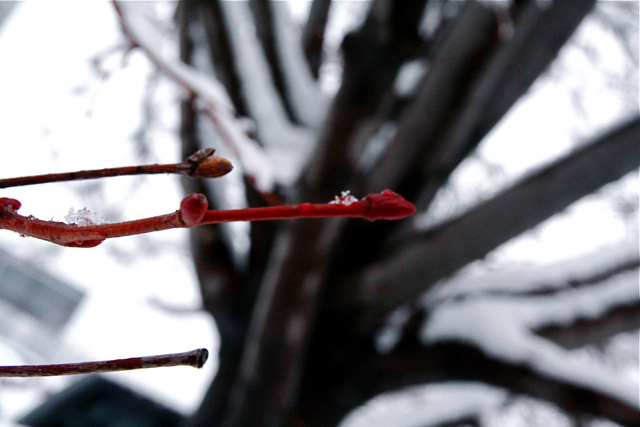 Snow Covered Red Twig Dogwood IMG_9518