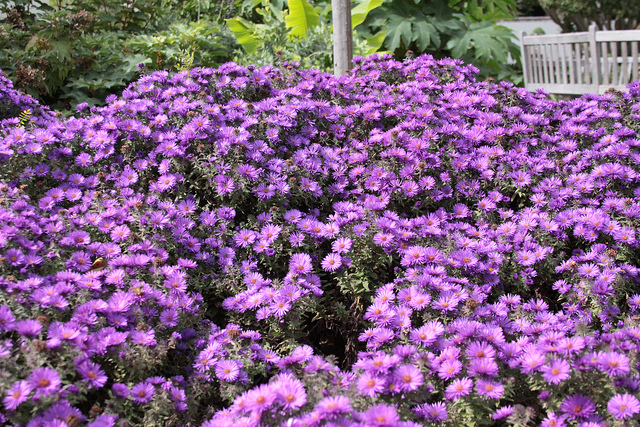 New England Aster 'Purple Dome' (symphyotrichum novae-angliae).