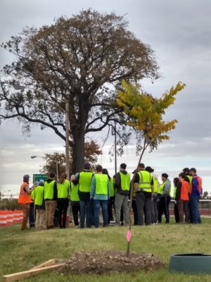 Pictured: A group of volunteers standing in a circle pictured from behind with a newly planted tree in the foreground and a older towering tree in the background. The picture was taken at a tree planting in honor of late Rep. Elijah Cummings.