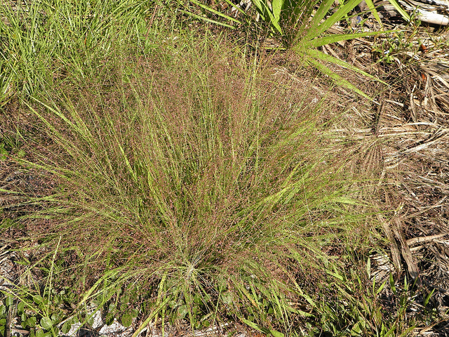 Purple lovegrass (Eragrostis spectabilis)