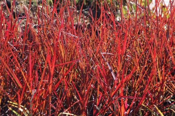 Andropogon gerardii 'Red October’, image courtesy Hoffman Nursery.