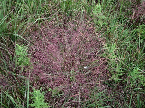 Eragrostis spectabilis, image via phytoimages.