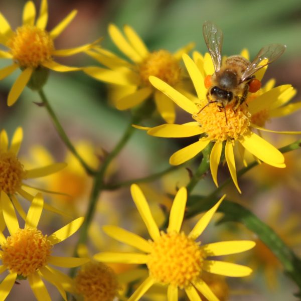 Golden ragwort with bee