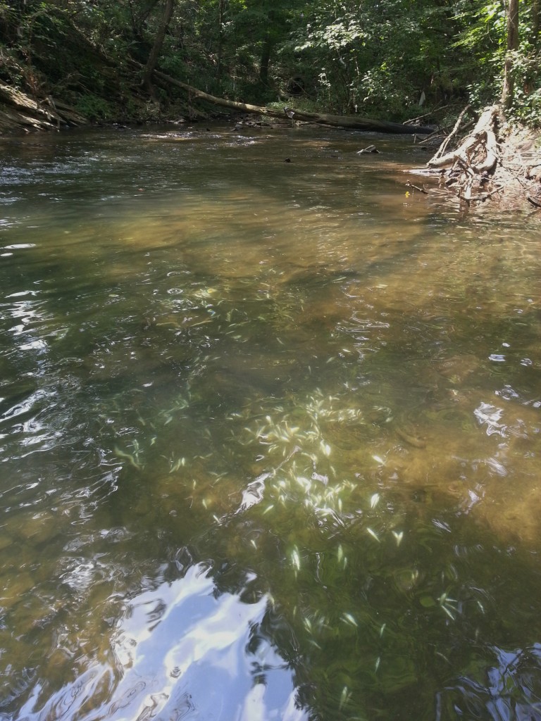 Hundreds of fish reportedly died in Herring Run and one of its tributaries.