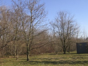 Mature trees at Moore's Run Park
