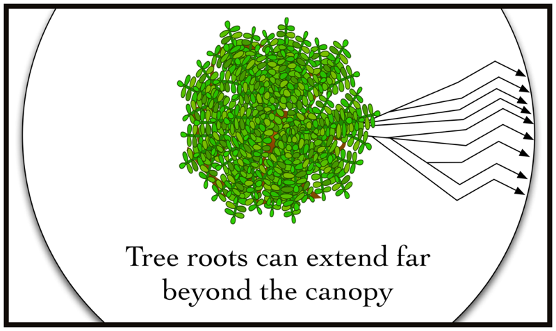 tree roots span more than the canopy