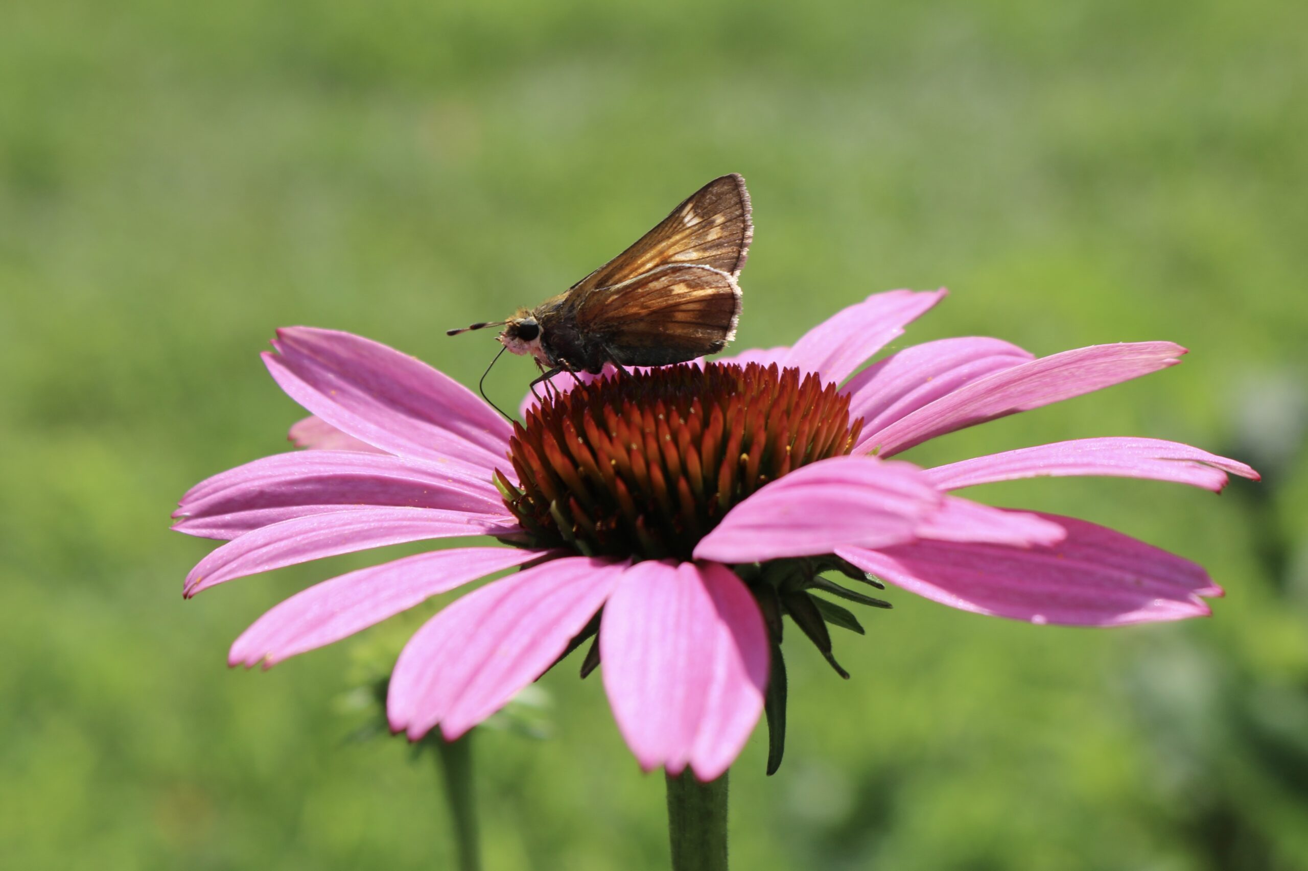 a small brown butterfly sitting on top of a pink flower