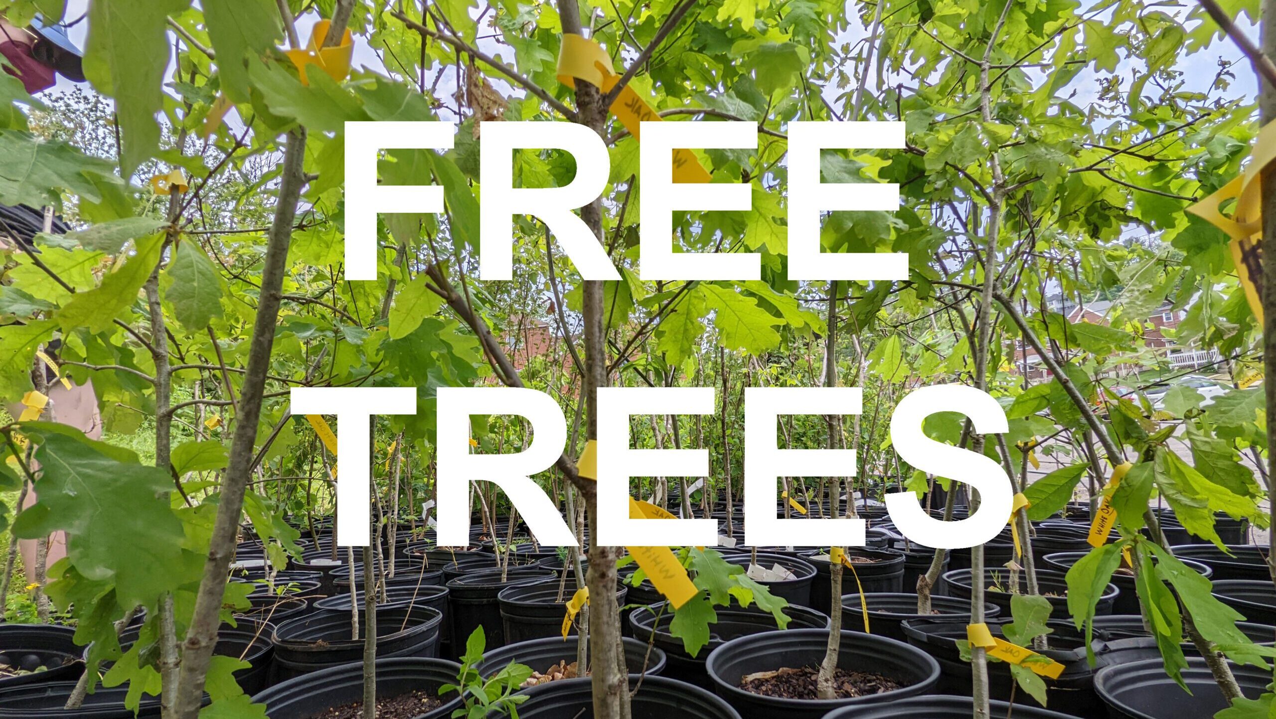 a group of trees with the words free trees over them