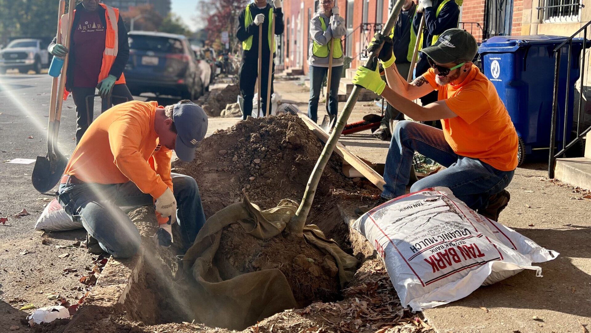 a group of men working on a tree