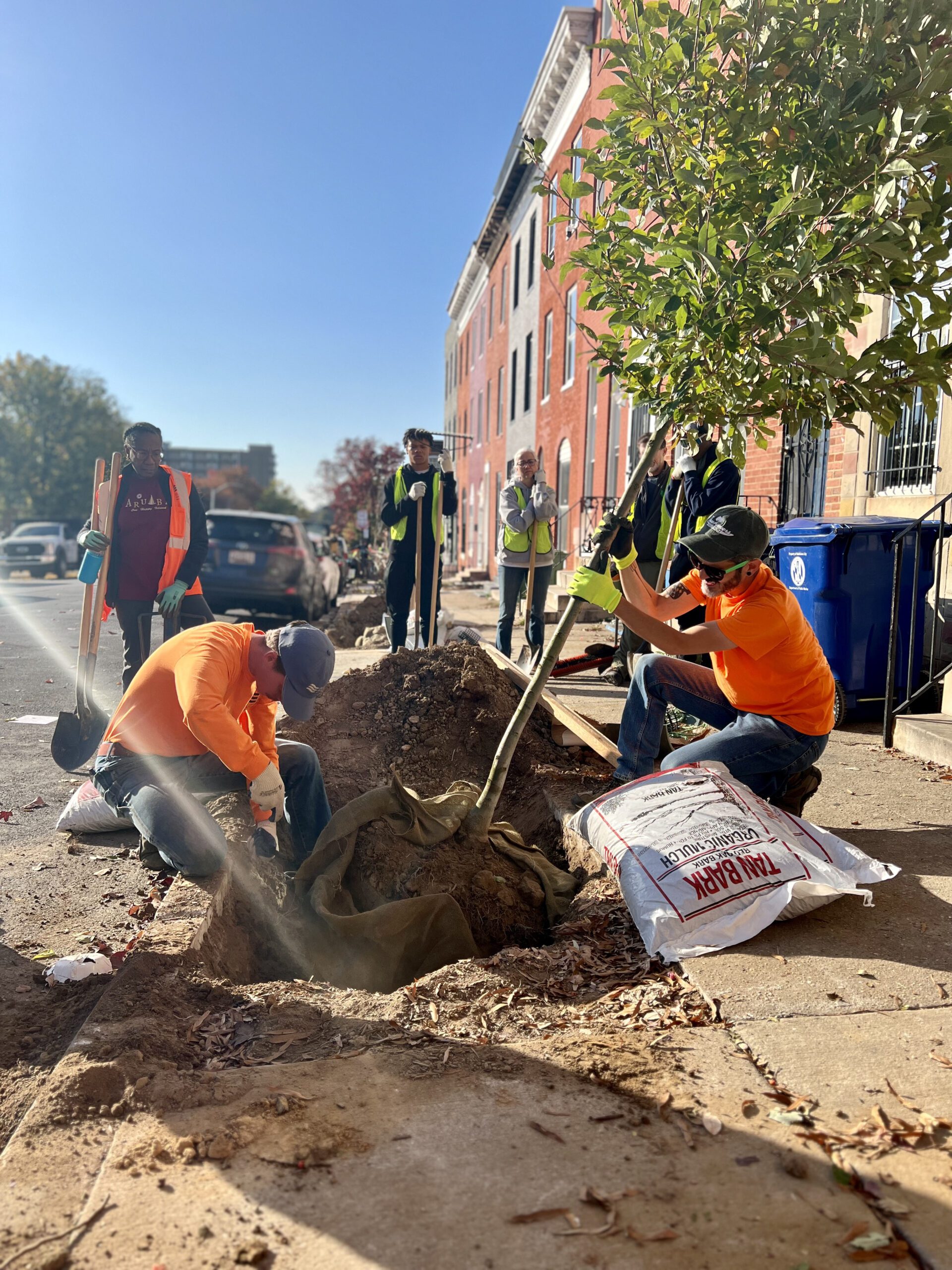 a group of men working on a tree