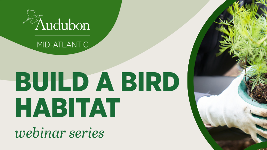 a poster with a picture of a bird in a pot